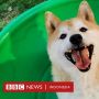 Deng Deng, Anjing yang Ditinggalkan Pemiliknya Terjual Rp358 Juta