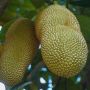 Keberadaannya Jarang Diketahui, Ini 5 Manfaat Buah Cempedak bagi Tubuh