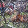 Seekor Harimau Masuk Perangkap di Aceh Selatan