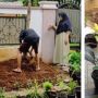 Demi Bikin Taman Mini di Depan Rumah, Emak 'Siksa' Anak dengan Pekerjaan Ini