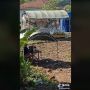 Pasangan Ini Pilih Venue Pernikahan di Tengah Sawah, Pelaminan Jadi Sorotan