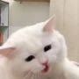 Viral Aksi Kucing Tak Perbolehkan Owner Kerja sampai Diajak Diskusi, Bikin Gemas!
