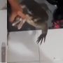 Dua Bulan Sembunyi, Pemilik Rumah Baru Tahu Ada Biawak di Plafon