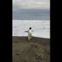 Kasihan, Penguin Ini Tersesat Sendirian dan Terdampar 3000 Km dari Habitat Aslinya