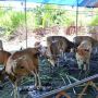 Unhas Panen Raya Bibit Sapi Bali di Kabupaten Barru
