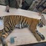Pemeriksaan Kesehatan Harimau Sumatera
