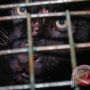 Awas Macan Kumbang Turun Gunung, Warga Ciamis Diimbau Tak Pergi ke Hutan