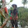 Kemarau dan Hama Mengintai, Panen Cabai Terancam Anjlok