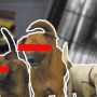 Merebak Mitos Khasiat Daging Anjing, Padahal Belum Ada Uji Klinis