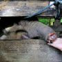 Kasihan, Belalai Anak Gajah Hampir Putus Terkena Jerat di Aceh