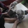 Jangan Dilewatkan, Ini Pentingnya Vaksinasi Rabies untuk Hewan Peliharaan Anda