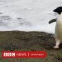 Penguin Langka dari Antartika Tersasar 3.000 Kilometer ke Selandia Baru