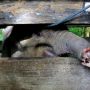 Anak Gajah Terjerat hingga Belalainya Nyaris Putus Mati