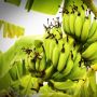 Anti Mainstream, Warganet Ini Rekam Pohon Pisang Ditanam di Atap Rumah
