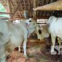 Sapi Limosin Ukuran Super Raib Digondol Maling, Pemilik Temukan Ini di Tempat Sunyi