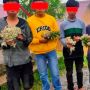 Curi Bunga Aldeweis, 6 Remaja Dilarang Mendaki Gunung Dempo
