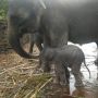 Olive Melahirkan, Populasi Gajah di Tangkahan Sumut Bertambah