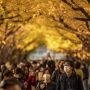 Kilau Keemasan Pohon Ginkgo saat Musim Gugur di Tokyo