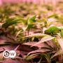 Kemungkinan Legalisasi Ganja di Pemerintahan Baru Jerman