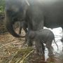 Seekor Gajah Sumatera Lahir di PLSK Tangkahan