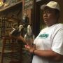 Cerita Penghobi Merpati di Tegal: Punya Ribuan Ekor, Pengeluaran Rp50 Juta Sebulan