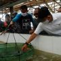 KKP Serahkan Satu Unit Ekskavator ke Pembudidaya Udang Vaname di OKI