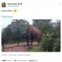 Viral Video Gajah Lihai Panjat Pagar Besi, Warganet Heboh