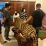 BKSDA Sumsel Amankan 4 Opsetan dan 3 Individu Satwa Dilindungi