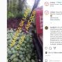 Viral! Buah Mangga Satu Mobil Dibuang Gegara Tak Laku, Warganet: Awas Allah Murka