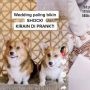 Viral Crazy Rich +62 Bikin Pesta untuk Sepasang Anjing, Pakai Jasa Desainer Profesional!