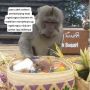 Viral, Monyet di Bali Ambil Lungsuran, Tak Mau Buah Pisang Malah Pilih Kacang