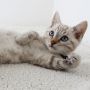 Tidak Boleh Sembarangan, Ini 5 Makanan Sehat untuk Kucing Kampung