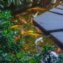 Pria Ini Berniat Bikin Kolam Ikan Malah Berujung Jadi Kolam Renang Bocil
