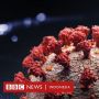 Varian Baru Virus Corona B.1.1.529 di Afsel, Apa yang Diketahui Sejauh Ini?