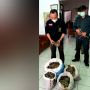 3 Penjual Sisik Trenggiling Diciduk di Sumut, Ada Juga Paruh Rangkong Gading