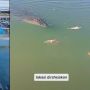 Viral Pria Beri Makan Buaya Besar di Danau, Lokasi Dirahasiakan Tuai Perhatian Publik
