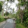 Hujan Disertai Angin Kencang, Ada Puluhan Pohon Tumbang di Bantul