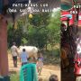 Pria Lamaran Besar-besaran, Bawa Seserahan Sapi sampai Motor: Pati Keras Lur!