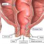 Fungsi Anus, Buang Feses dari dalam Tubuh