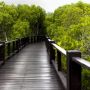 Penjelasan Lengkap Fungsi Ekologis Hutan Mangrove Hingga Fungsi Ekonominya
