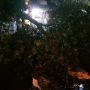 Viral Detik-detik Pohon Kepuh Tumbang di Bali Saat Warga Sedang Megambel