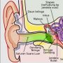 Mengenal Fungsi Gendang Telinga dan Cara Merawatnya