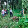 Warga Tewas Tersengat Listrik Saat Panen Sawit di Tapteng