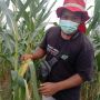 East Weed Indonesia Berikan Edukasi ke Petani Optimalkan Benih Biar Nggak Gagal Panen