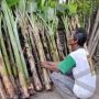 Pisang Loka Pere Diharapkan Bisa Jadi Komoditas Andalan di Sulbar