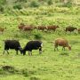 Populasi Banteng Jawa Meningkat