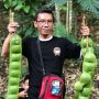 Heboh Petai Raksasa di Banjarnegara, Ukurannya 5 Kali Lipat dari Normal!