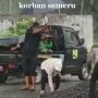 Kunjungi Korban Semeru, Aksi Mensos Risma Punguti Batu di Tengah Hujan Disorot Tajam