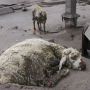 Ratusan Ekor Sapi Hingga Kambing Ikut Terdampak Erupsi Gunung Semeru