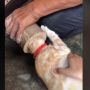 Kepala Kucing Terjebak di Lubang Bambu, Warganet Penasaran Akhirnya
